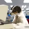 Стикер 44 Dogs