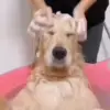 Стикер 12 Dogs