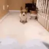 Стикер 14 Dogs