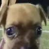 Стикер 43 Dogs