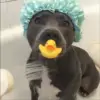 Стикер 37 Dogs