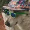 Стикер 17 Dogs