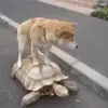 Стикер 59 Dogs