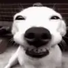 Стикер 18 Dogs