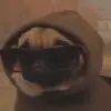 Стикер 55 Dogs