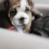 Стикер 28 Dogs