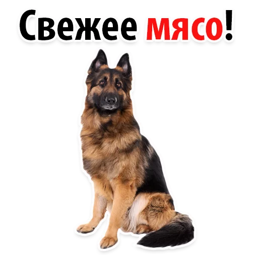 😜 Стикер «?Собачий Слэнг» для Telegram