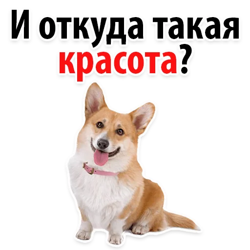 ☺️ Стикер «?Собачий Слэнг» для Telegram
