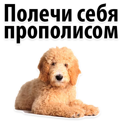 🌱 Стикер «?Собачий Слэнг» для Telegram