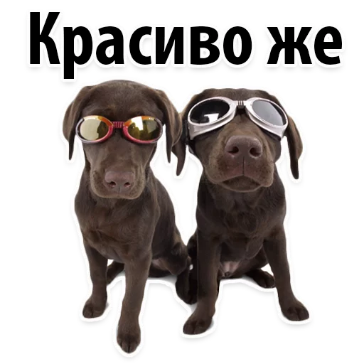 🌞 Стикер «?Собачий Слэнг» для Telegram