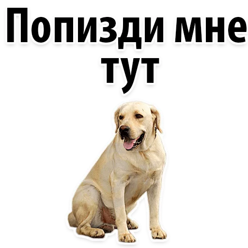 🦁 Стикер «?Собачий Слэнг» для Telegram