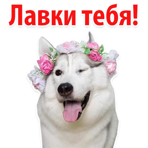 😻 Стикер «?Собачий Слэнг» для Telegram
