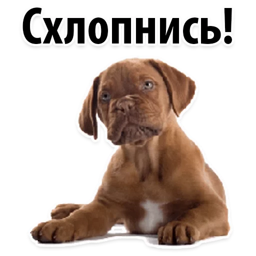 Стикерпак ?Собачий Слэнг для Telegram