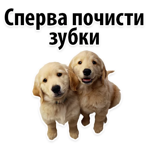 🤞 Стикер «?Собачий Слэнг» для Telegram