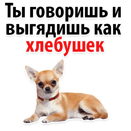 🙀 Стикер «?Собачий Слэнг» для Telegram