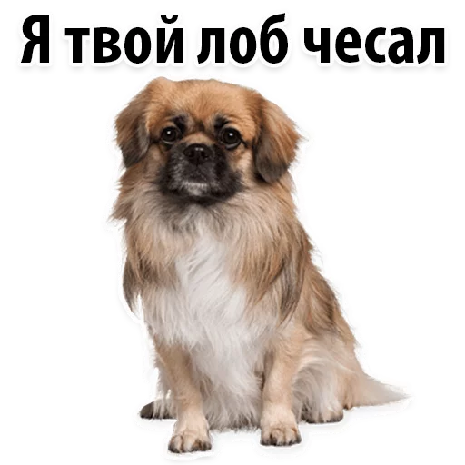 😼 Стикер «?Собачий Слэнг» для Telegram