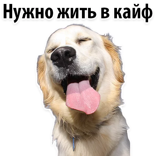 😆 Стикер «?Собачий Слэнг» для Telegram