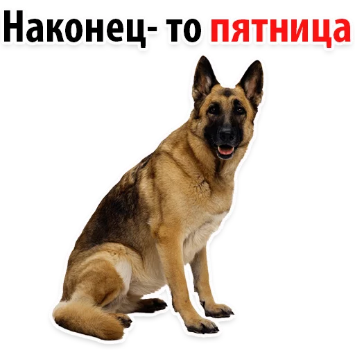 🥂 Стикер «?Собачий Слэнг» для Telegram