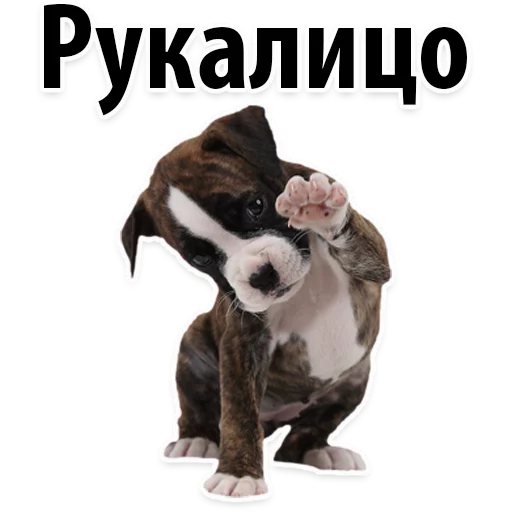 🐽 Стикер «?Собачий Слэнг» для Telegram