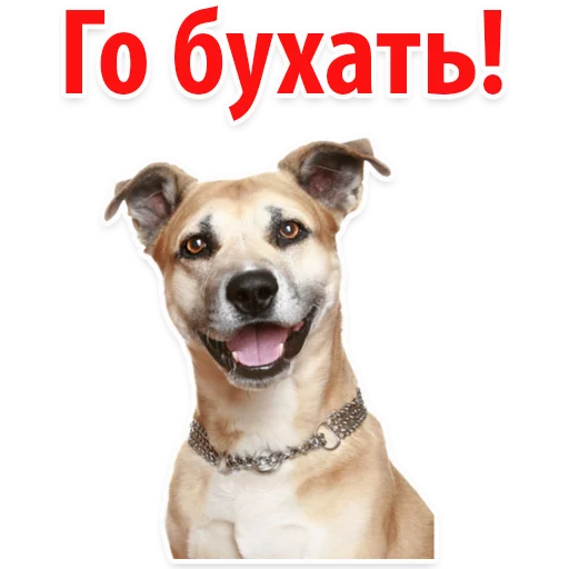 🍷 Стикер «?Собачий Слэнг» для Telegram