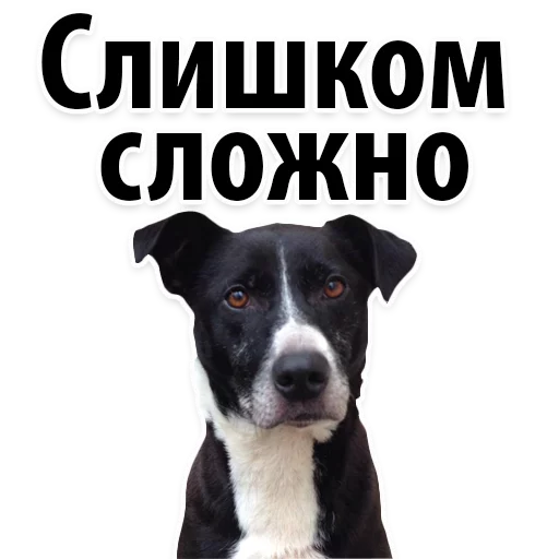 😕 Стикер «?Собачий Слэнг» для Telegram
