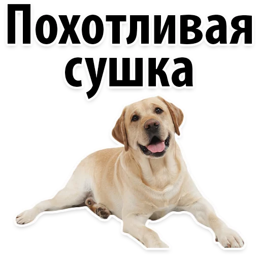 🥖 Стикер «?Собачий Слэнг» для Telegram