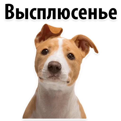 😅 Стикер «?Собачий Слэнг» для Telegram
