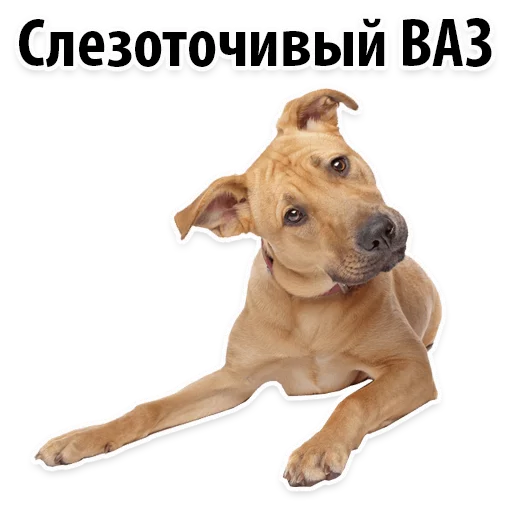 😐 Стикер «?Собачий Слэнг» для Telegram