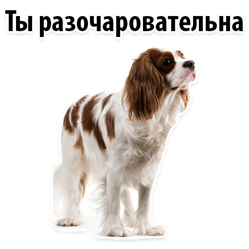 😳 Стикер «?Собачий Слэнг» для Telegram