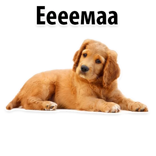😀 Стикер «?Собачий Слэнг» для Telegram
