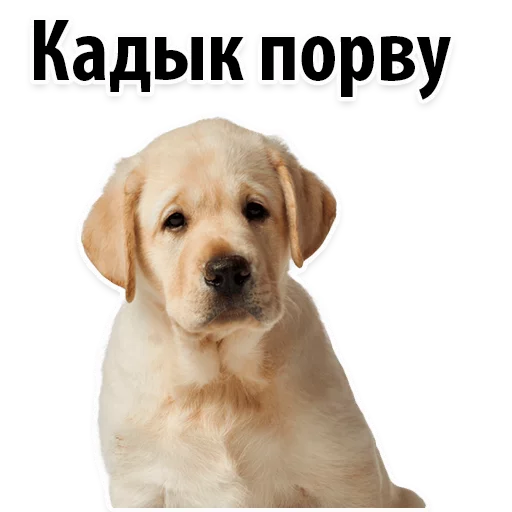 😔 Стикер «?Собачий Слэнг» для Telegram