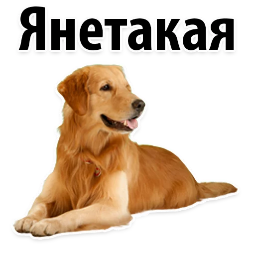 😁 Стикер «?Собачий Слэнг» для Telegram