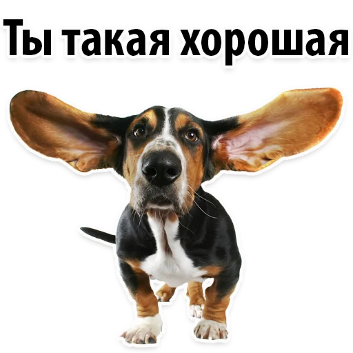 💋 Стикер «?Собачий Слэнг» для Telegram