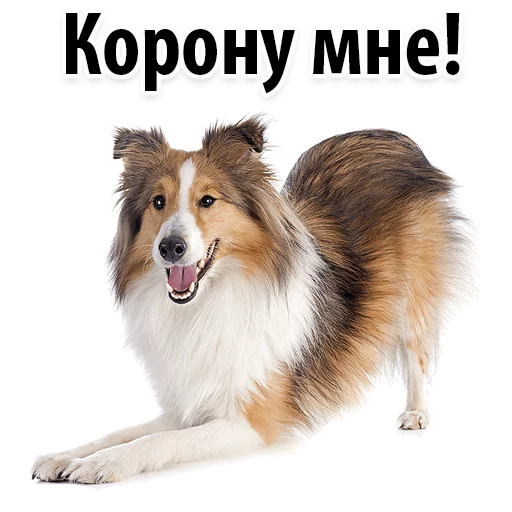 😘 Стикер «?Собачий Слэнг» для Telegram