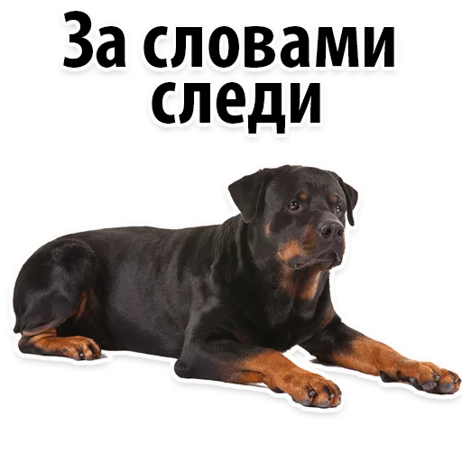 😡 Стикер «?Собачий Слэнг» для Telegram