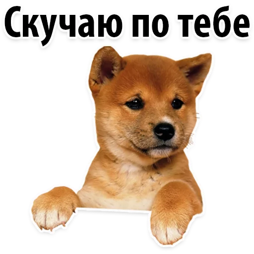 😚 Стикер «?Собачий Слэнг» для Telegram
