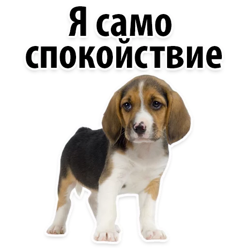 😋 Стикер «?Собачий Слэнг» для Telegram