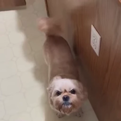 😠 Стикер «Dogs Собаки» для Telegram