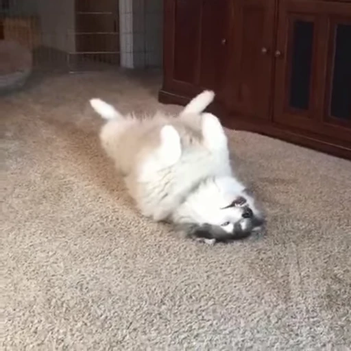 😫 Стикер «Dogs Собаки» для Telegram