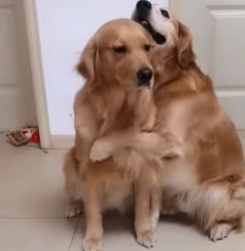 🫂 Стикер «Dogs Собаки» для Telegram