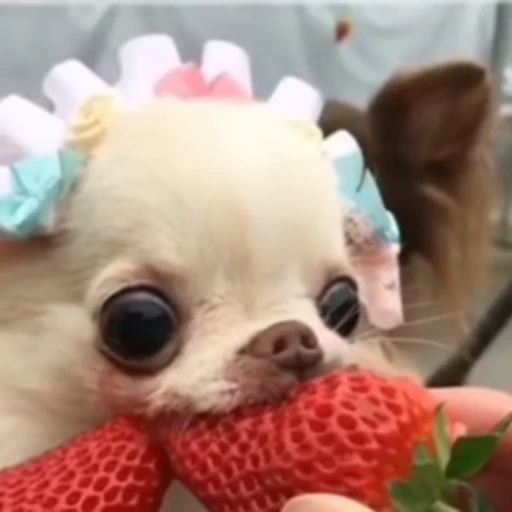 🍓 Стикер «Dogs Собаки» для Telegram