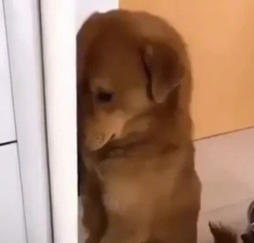 🫢 Стикер «Dogs Собаки» для Telegram