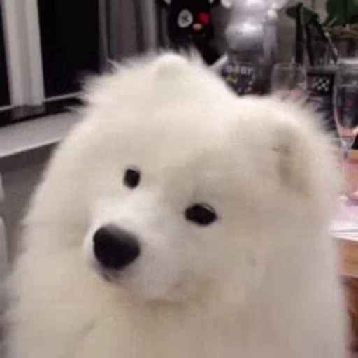 🤧 Стикер «Dogs Собаки» для Telegram