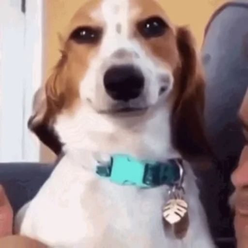😏 Стикер «Dogs Собаки» для Telegram