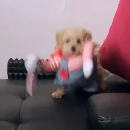 🐶 Стикер «Dogs Собаки» для Telegram