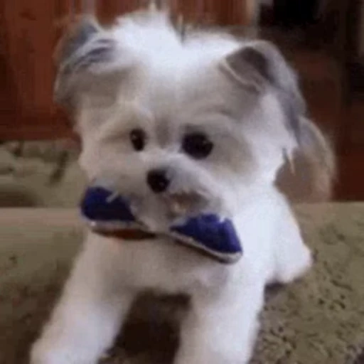 🎀 Стикер «Dogs Собаки» для Telegram