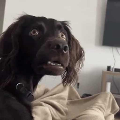 😲 Стикер «Dogs Собаки» для Telegram