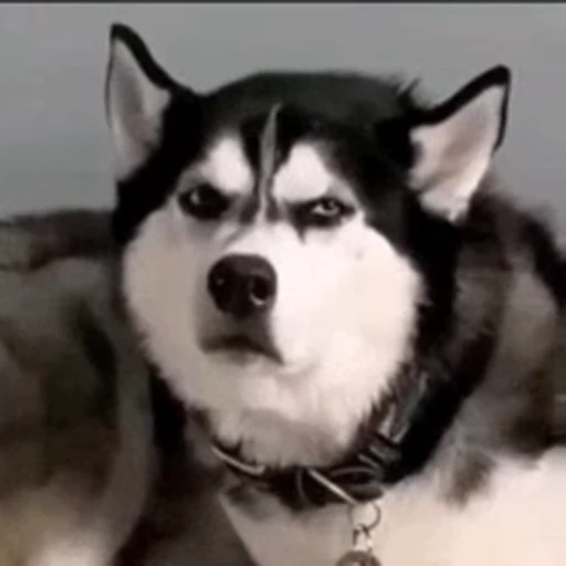😕 Стикер «Dogs Собаки» для Telegram