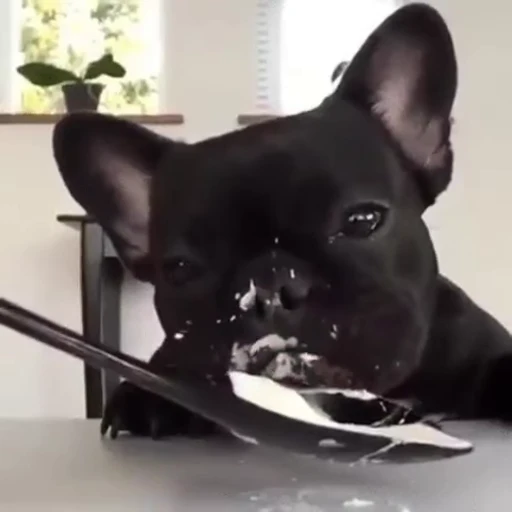 😛 Стикер «Dogs Собаки» для Telegram