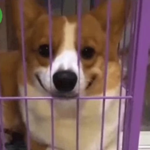 🙂 Стикер «Dogs Собаки» для Telegram